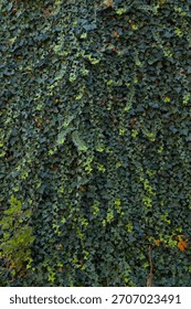 Solid wall of dark green Ivey 