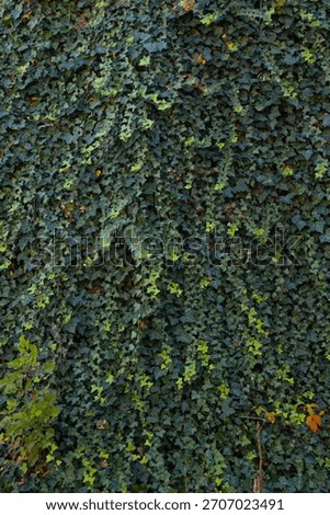 Solid wall of dark green Ivey 