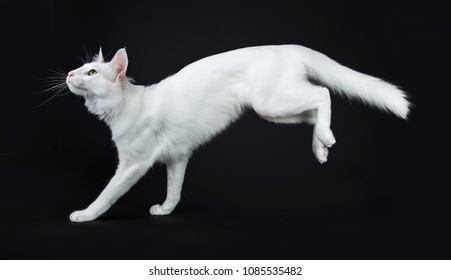 Solid White Turkish Angora Cat With Green Eyes Jumping / Landing Side Ways Isolated On Black Background Looking Up