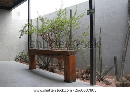 Solid wood bench placed in a minimalist concrete patio, surrounded by desert plants including agaves, cacti, and a leafy tree, with volcanic rocks and an evacuation route sign mounted on a metal post