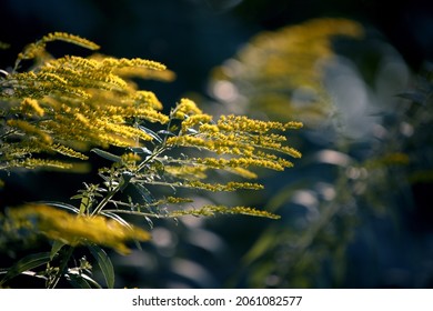 Solidago Canadensis or yellow Canadian Goldenrod. The blooming yellow inflorescences of Canada Goldenrod