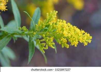 Solidago, commonly called goldenrods, is a genus of about 100 to 120 species of flowering plants in the aster family, Asteraceae. 
