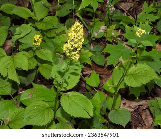Solidago flexicaulis (Zigzag Goldenrod) Native North American Woodland Wildflower
