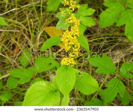 Solidago flexicaulis (Zigzag Goldenrod) Native North American Woodland Wildflower