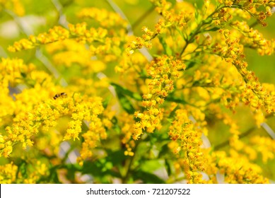 Solidago gigantea - Goldenrod, tall goldenrod, giant goldenrod - invasive species - Shutterstock ID 721207522