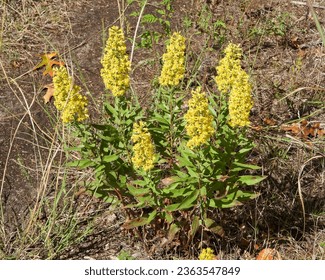 Solidago speciosa (Showy Goldenrod) Native North American Wildflower