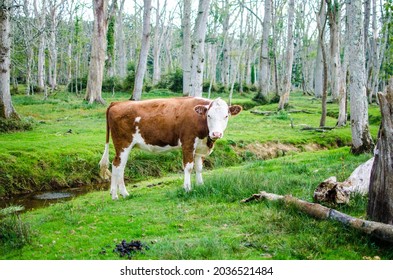 solitaire cow in the woods staring