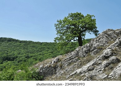 A solitaire oak tree on limestone rock in Pavlov Hils (Czech Republic)