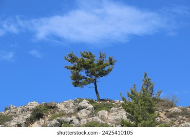 Solitaire tree with the blue sky in the background