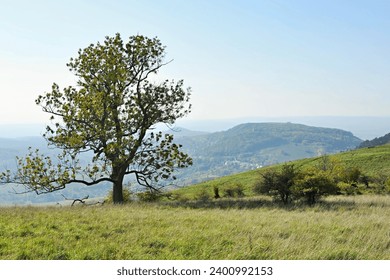 Solitaire tree in the meadow