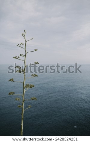 A solitary agave plant stands tall against the backdrop of a calm sea, symbolizing resilience and growth amidst vastness. The overcast sky merges seamlessly with the tranquil waters.