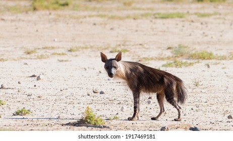 Solitary Alert Brown Hyaena In Arid Terrain