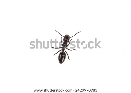 Solitary Ant: Close-up of a Tiny Insect on White Background