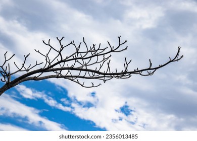 Solitary, bare tree against blue sky with clouds, no people. Low angle view. - Powered by Shutterstock