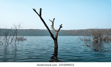 A solitary, bare tree stands in the middle of a calm lake, its branches reaching out against the backdrop of a clear sky and distant hills. - Powered by Shutterstock