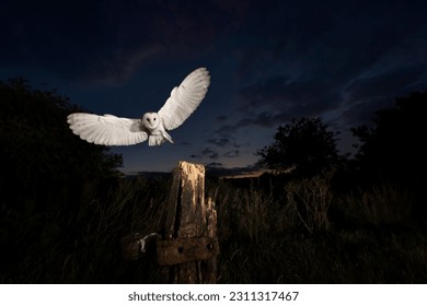 A solitary barn owl glides gracefully through the air above a wood stump at night - Powered by Shutterstock