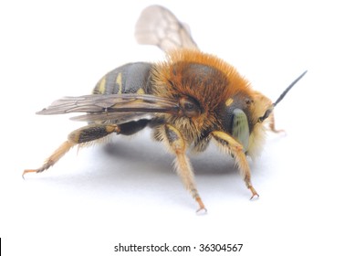 Solitary Bee On A White Background