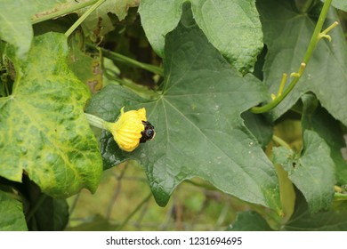 Solitary Bee pollinating a squash plant