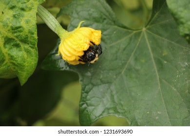 Solitary bee resting on a yellow squash flower
