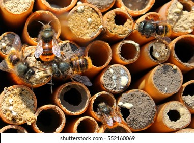 Solitary Bees Osmium Creep On Small Houses-tubules Of The Cane.