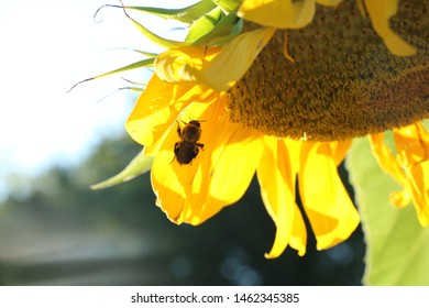 Solitary bees pollinating summer sunflower