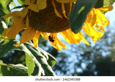 Solitary bees pollinating summer sunflower