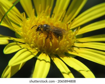 Solitary Bees Visiting And Pollinating The Flowers Of A South African Daisy.