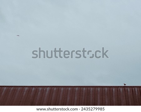solitary black bird standing on red ceiling with flying bird under blue grey sky