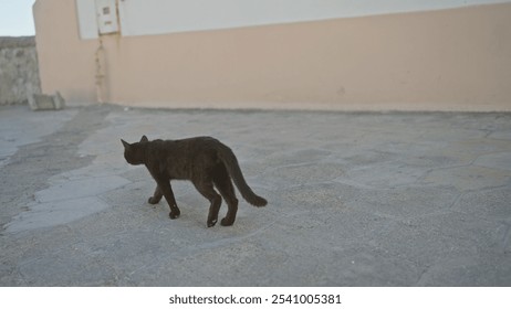 A solitary black cat walks on a stone pavement in the picturesque town of gallipoli, located in puglia, italy, capturing the essence of local feline inhabitants in a historical setting. - Powered by Shutterstock