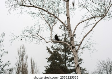 A solitary black crow perched on a bare tree branch during a foggy winter day, with a background of tall, leafless trees and a cloudy sky. Perfect for themes of solitude and nature - Powered by Shutterstock