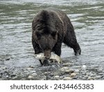      a solitary brown bear emerging from the river  with a freshly caught  chum salmon in his mouth in the wilderness of mainland british columbia, near campbell river on vancouver island     