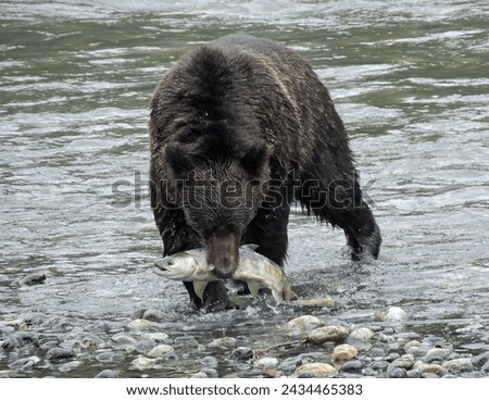      a solitary brown bear emerging from the river  with a freshly caught  chum salmon in his mouth in the wilderness of mainland british columbia, near campbell river on vancouver island     
