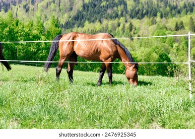 A solitary brown horse grazes in the embrace of a vibrant green field, surrounded by the lush embrace of trees and rolling hills. The white fence encircling the scene marks the quiet seclusion of this - Powered by Shutterstock