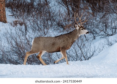 A solitary buck deer adorned with impressive antlers gracefully traversing a wintry forest in the heart of the American Midwest in Wyoming. The noon sky casts a gentle blue glow on the snowy ground