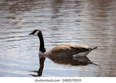 solitary Canada goose floating on water facing left - Powered by Shutterstock