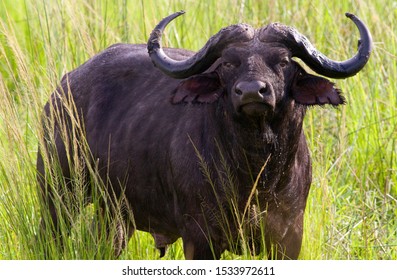 Solitary Cape Buffalo Bulls Are Often Unpredicatble And Considered On The Africa's Most Notorious And Dangerous Members Of The Big Five