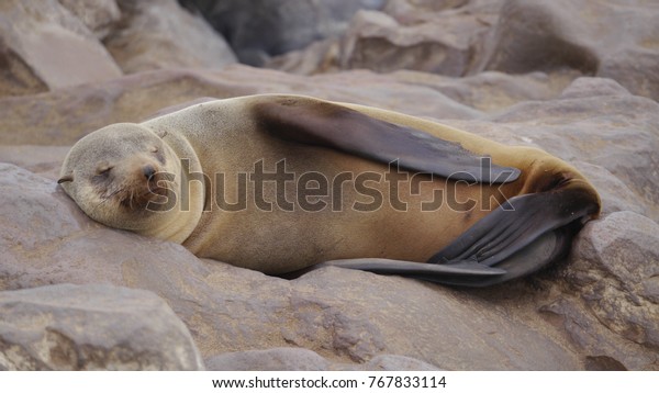 Solitary Cape Fur Seal sleeping on a rock at the\
Cape Cross seal colony in\
Namibia