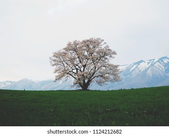 The Solitary Cherry Blossom Tree In Shizukuishi, Northern Japan, Is In Full Bloom In Front Of The Snow Covered Mt. Iwate.