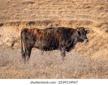 A solitary cow grazing in a dry, grassy field during golden hour sunlight - Powered by Shutterstock