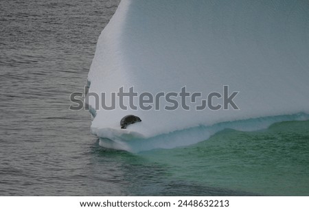 A solitary Crabeater seal rests on the edge of a large iceberg