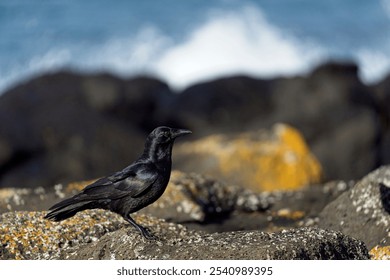 A solitary crow perched on the rocky shoreline overlooking a tranquil ocean inlet - Powered by Shutterstock