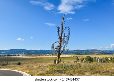 A Solitary Dying Tree Leans To The Side On A Hill Overlooking The Spokane Valley And Mountains In Liberty Lake Washington