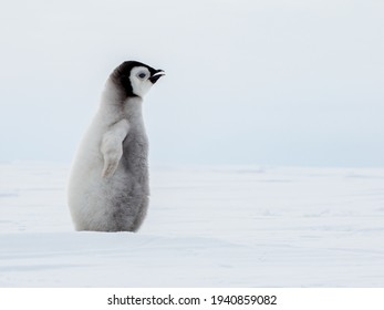 Solitary Emperor Penguin Chick With Outstretched Flipper