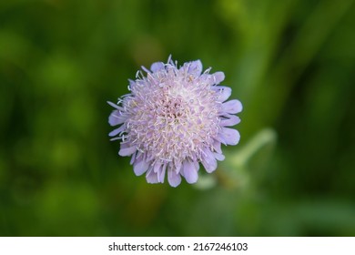 A solitary flower in a large meadow Garlic angular Allium angulosum in an overlapping meadow - purple flowers in the meadow