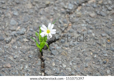 Similar – solitary flower Flower