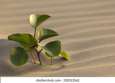 A solitary fresh sprout thriving on a sand dune