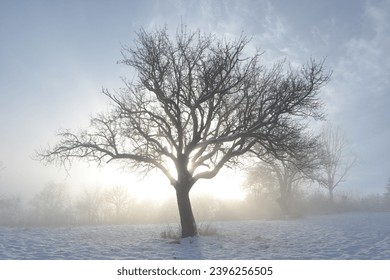 Solitary fruit tree growing on a sloped meadow, weather is frosty, snowy and foggy. Sun is shining through all that painting lovely aura around the tree.
