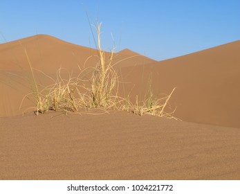 Solitary Grasses Growing Against The Odds In Dunes Of The Sahara Desert; Arid Sand Under A Blue Sky.