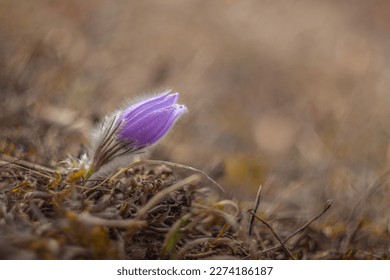 Solitary greater pasque flower, shot with Helios 44-2 58mm f 2.0. Pulsatilla grandis, the greater pasque flower, is a species of flowering plant in the genus Pulsatilla of the family Ranunculaceae.