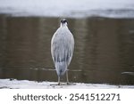 A solitary grey heron standing on the shore and looking at the water.